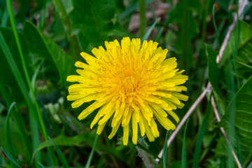 yellow dandelion flower
