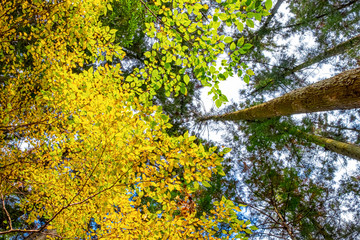 【東京都 奥多摩】鳩ノ巣渓谷の紅葉