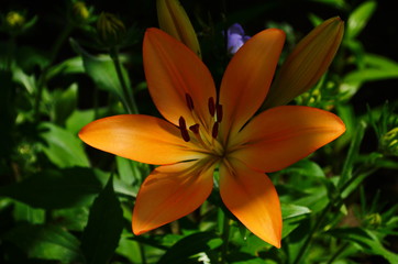 Fototapeta premium Brightly orange lily flowers. Beautiful flowers with orange petals.