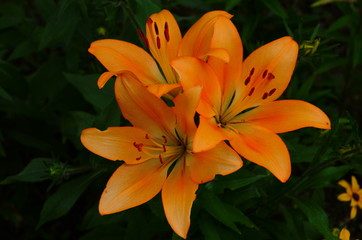 Brightly orange lily flowers. Beautiful flowers with orange petals.