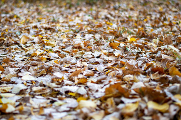 close up of a pile of dried autumn leaves