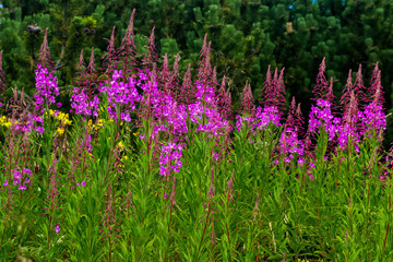 purple flowers in the meadow