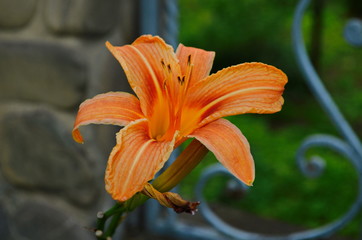 Brightly orange lily flowers. Beautiful flowers with orange petals.