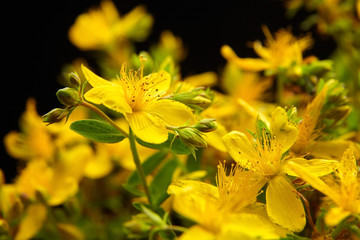 St. John’s wort (Hypericum perforatum), flowering plant with yellow flowers, healing herb