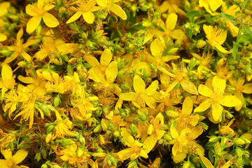 Hypericum perforatum or saint johns wort flowers field background, herbal treatment