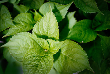Dark green leaves tropical foliage plant growing in wild. Floral background. top view - in dark tone. Floral background. Natural background.