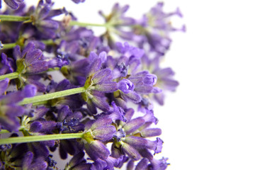 Organic lavender flowers buds on white background