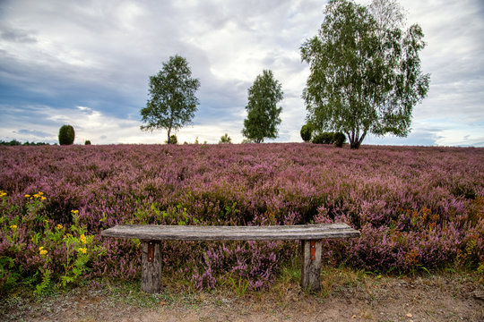 Bl&uuml;hendes Heidekraut in der L&uuml;neburger Heide