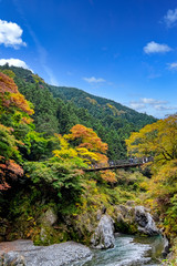 Obraz premium 【東京都 奥多摩】鳩ノ巣渓谷の紅葉