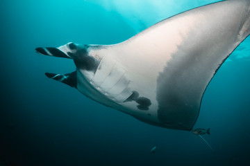 Oceanic manta ray swimming above coral reef in clear blue water