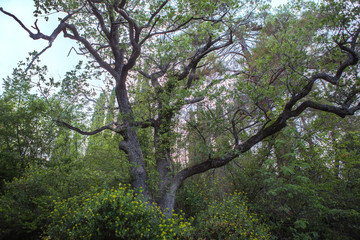 Forest landscape with a beautiful tree