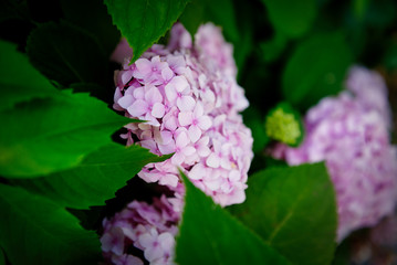 Blue and violet hortensia hydrangea flower (Hydrangea macrophylla) in the garden, background