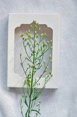 green herbaceous plant in a white frame on a white background