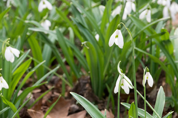 Obraz premium Many white and green snowdrops