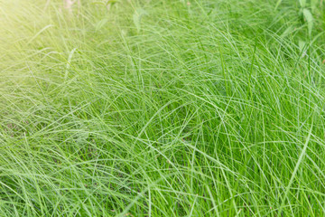 Fresh green grass with rays of sunlight, background