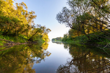 Fototapeta na wymiar Siberian River Ob surrounded by Trees in Early morning in Russia in sunny weather during summer