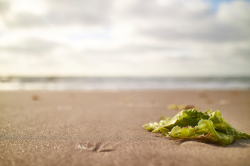 Seaweed in the sand on the beach