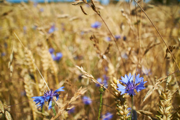 A cornfield, purple flowers and the blue sky