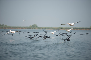 Landscape with white pelicans in Danube Delta,  Romania,  in a summer sunny day