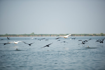 Landscape with white pelicans in Danube Delta,  Romania,  in a summer sunny day