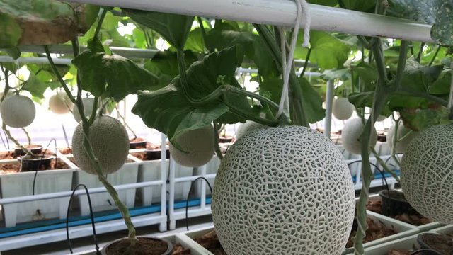 Fresh melon on tree melons in the garden, Cantaloupe
