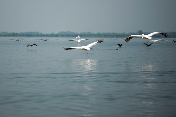Landscape with white pelicans in Danube Delta,  Romania,  in a summer sunny day