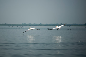 Landscape with white pelicans in Danube Delta,  Romania,  in a summer sunny day