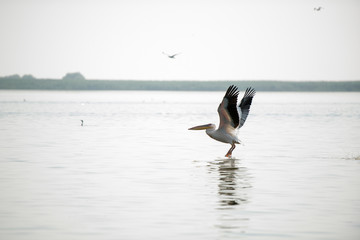 Landscape with white pelicans in Danube Delta,  Romania,  in a summer sunny day