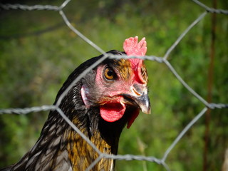 Gallina en su Gallinero © Santi