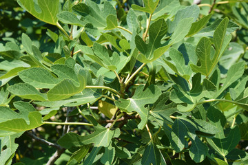 Brown Turkey Fig Fruit Tree