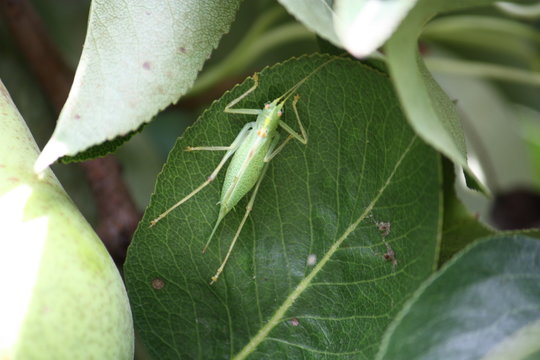 Nahaufnahme einer Heuschrecke im Birnbaum bei Sonnenlicht