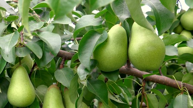 Shooting of unripen pears hanging on the tree in windy day