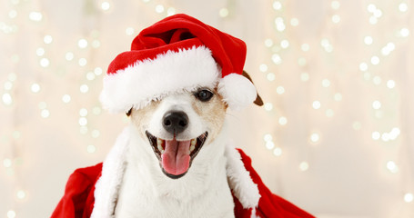 Adorable dog in Santa hat and costume sitting in room decorated with illuminated garlands for Christmas and looking at camera
