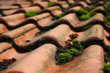 close by are wet old brown tiles with moss growing on them after the rain