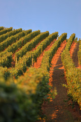 Weinreben eines Weinberges im Sonnenuntergang vor blauem Himmel