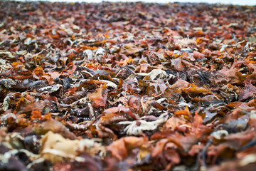 Seaweed laying in the sand on the beach