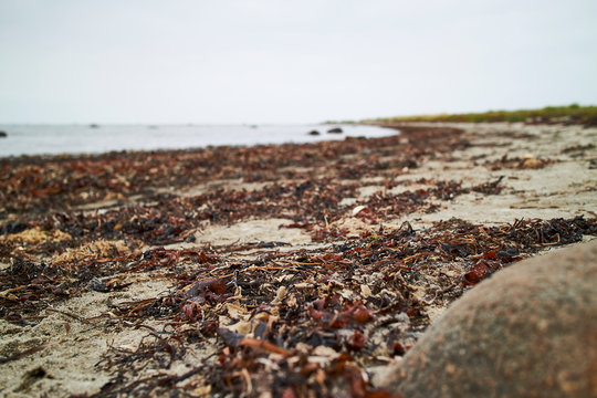Seaweed on the beach