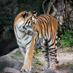 The tiger stands to look at something with interest.