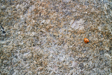 A small ladybug on a big rock