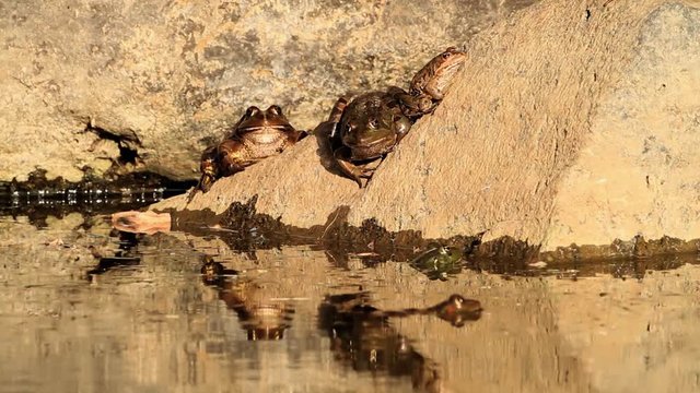 MS View of Levant water frog sunbathing on rock near water golan heights Israel