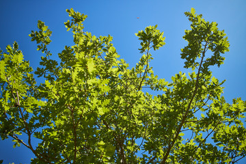 Green leaves and the bright blue sky