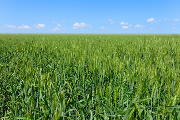 Green field with tall grass and green wheat with blue sky and white clouds in the distance