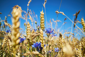 A cornfield, purple flowers and blue sky