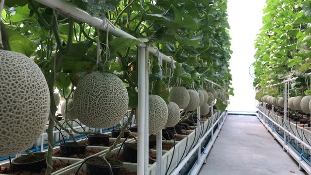 Fresh melon on tree melons in the garden, Cantaloupe