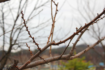 Branches of tree