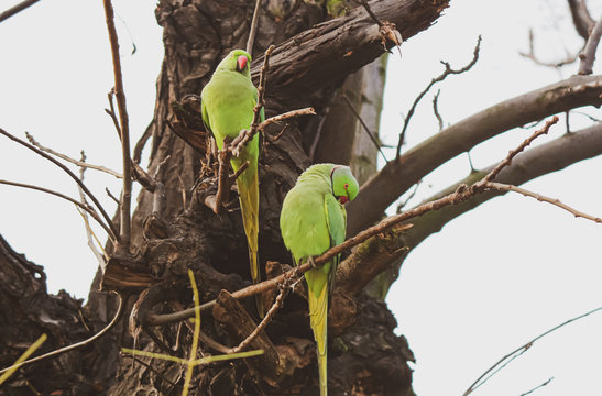 Two green parakeets on a tree
