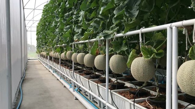 Fresh melon on tree melons in the garden, Cantaloupe