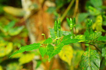 green chilly on plant