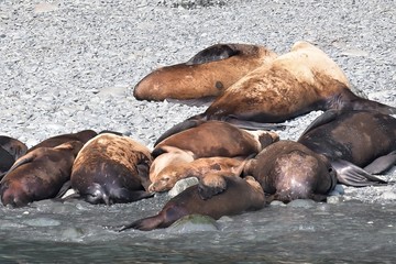 Seelöwen am Strand beim Sonnenbad - Seelöwen und Robben lieben es in der Sonne zu baden. Besonders bei Ebbe suchen sie sich dafür geeignete Liegeplätze