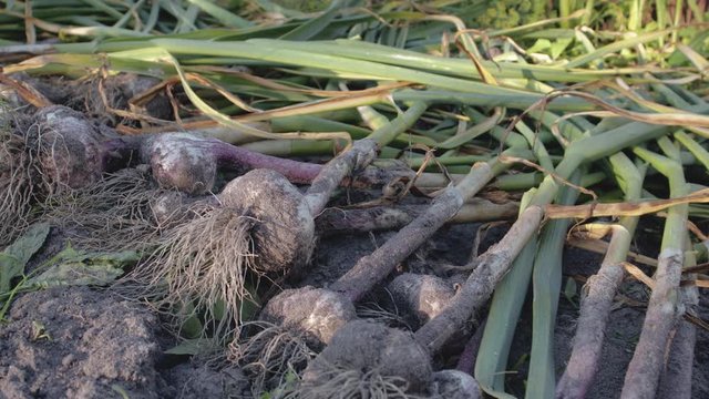 Dolly shot a crop of plucked garlic with the tops and roots lying on the ground. Fresh vegetables lie in the sun and dry before storage. The concept of natural healthy food